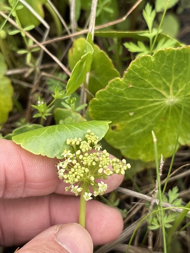 manyflower marshpennywort (Hydrocotyle umbellata)