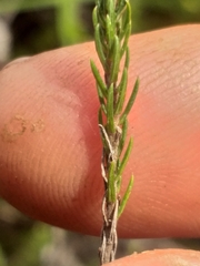 Wahlenbergia unidentata