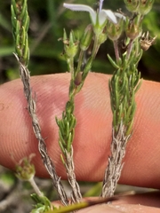 Wahlenbergia unidentata