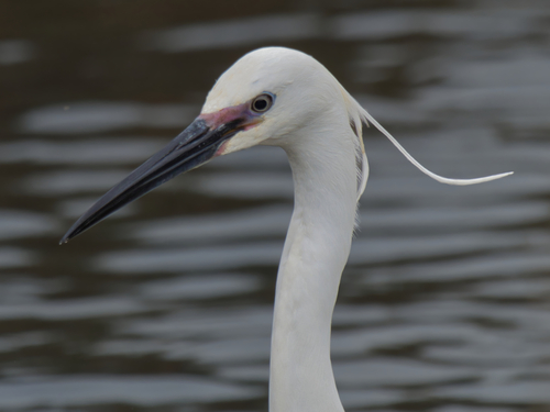 iNaturalist: (c) angus_w, some rights reserved (CC BY-NC), uploaded by angus_w iNaturalist image