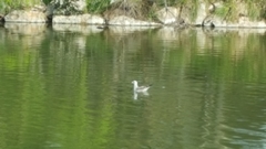 Larus