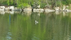 Larus