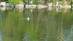 Larus