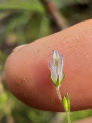 Wahlenbergia unidentata