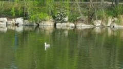 Larus