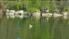 Larus
