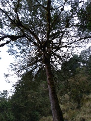 Chamaecyparis formosensis