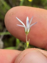 Wahlenbergia unidentata