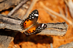 Paralethe dendrophilus