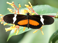 Heliconius clysonymus montanus