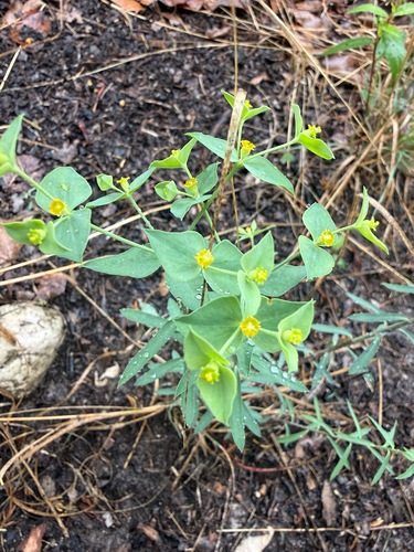Euphorbia brachycera