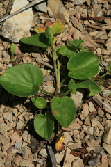 Viola sacchalinensis