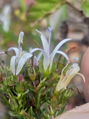 Wahlenbergia rubens