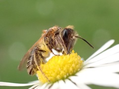 Andrena dorsata