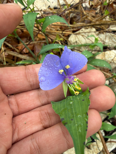False dayflower (Tinantia anomala)