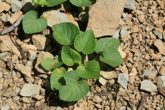 Viola sacchalinensis