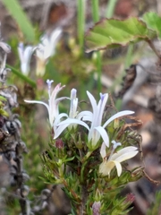 Wahlenbergia rubens
