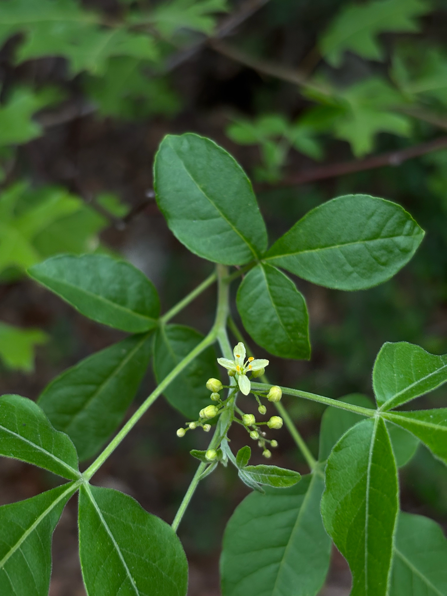 Common Hoptree (Ptelea trifoliata)