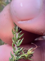 Wahlenbergia rubens