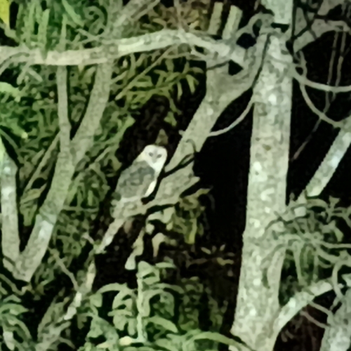 Western Barn Owl