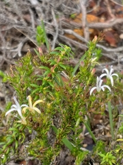Wahlenbergia rubens