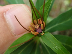 Paris polyphylla stenophylla
