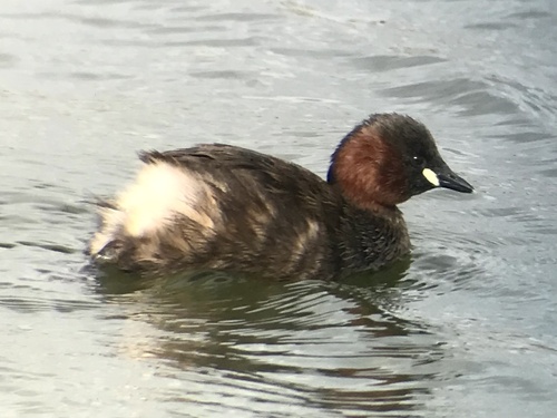 iNaturalist: (c) Alex Payne, some rights reserved (CC BY-NC), uploaded by Alex Payne iNaturalist image