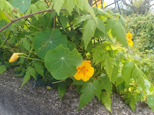 garden nasturtium (Tropaeolum majus)