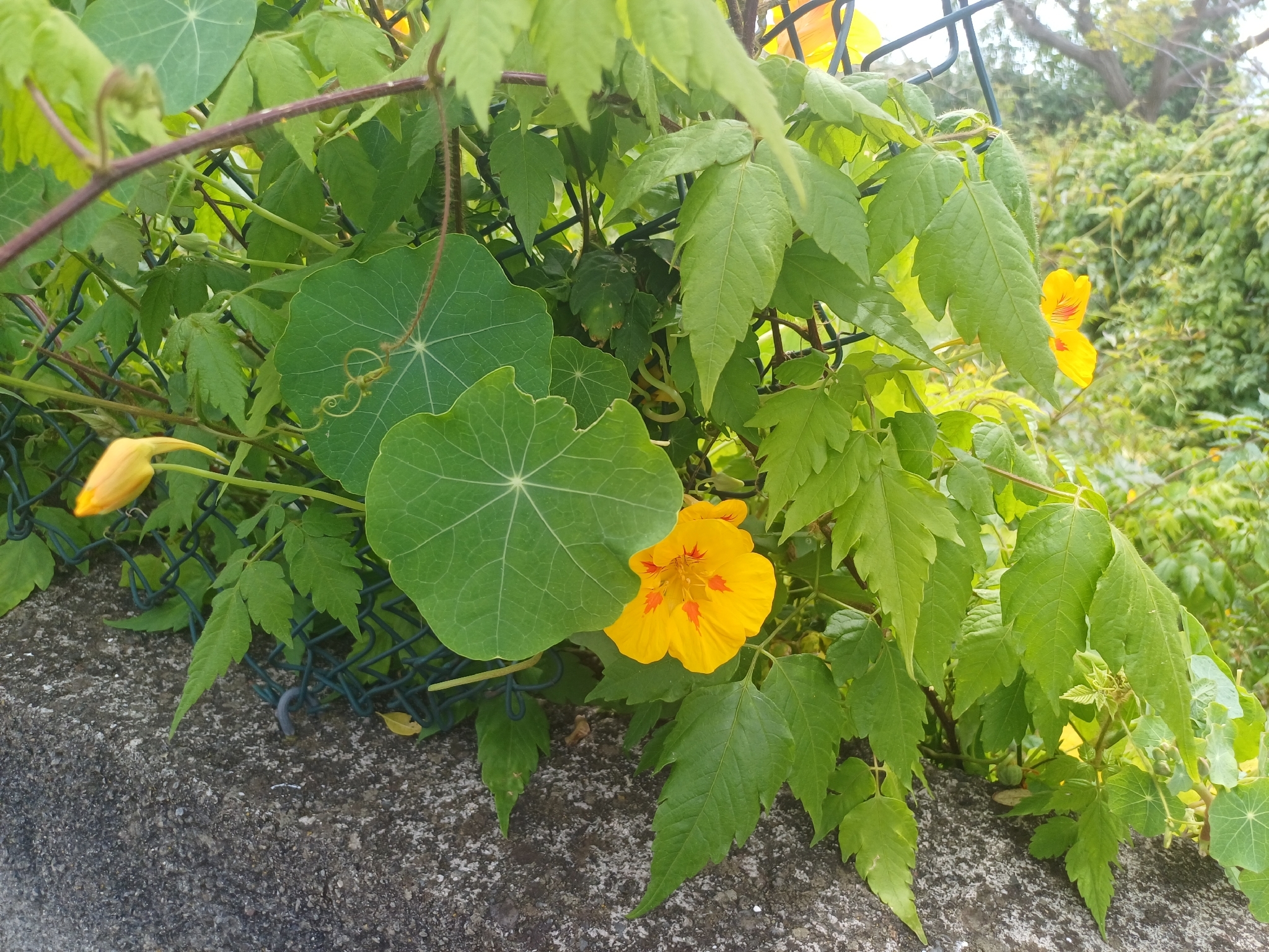 Garden Nasturtium (Tropaeolum majus)