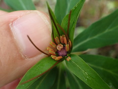 Paris polyphylla stenophylla