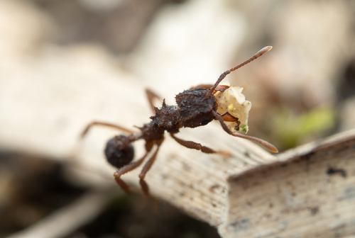 Mycetomoellerius squamuliferMycetomoellerius squamulifer