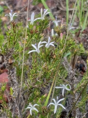Wahlenbergia rubens