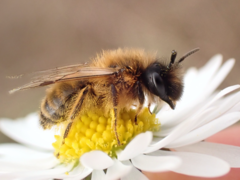 Andrena tibialis