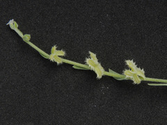 Pectocarya platycarpa