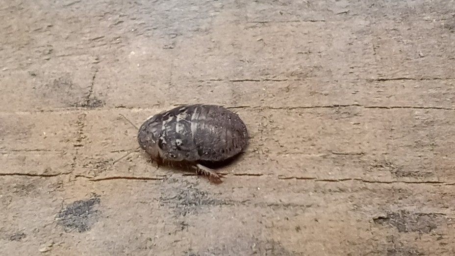Arizona sand cockroach