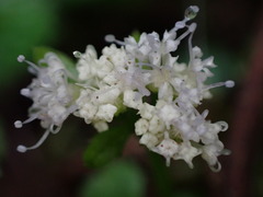 Sanicula petagnioides