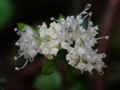 Sanicula petagnioides