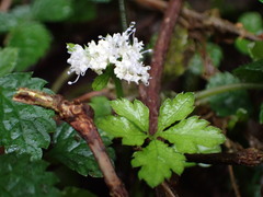 Sanicula petagnioides