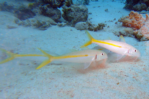 Mulloidichthys flavolineatus