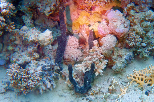 Hyrtios erectus observed 2026-03-13