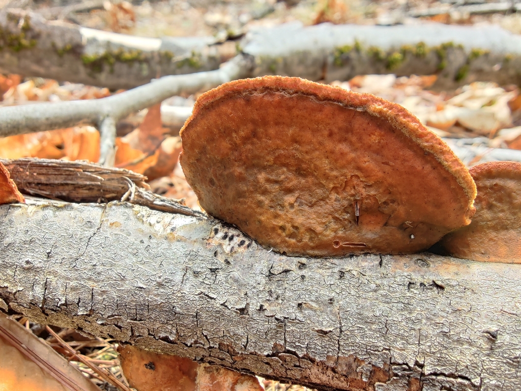 Trametes cinnabarina · April 2026 · photo: © jp_acres (iNaturalist, cc0)