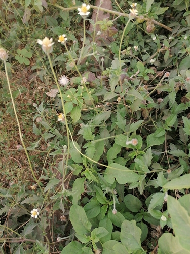 Tridax Daisy