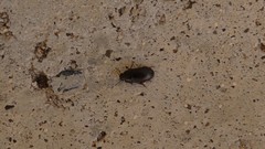 Coleoptera