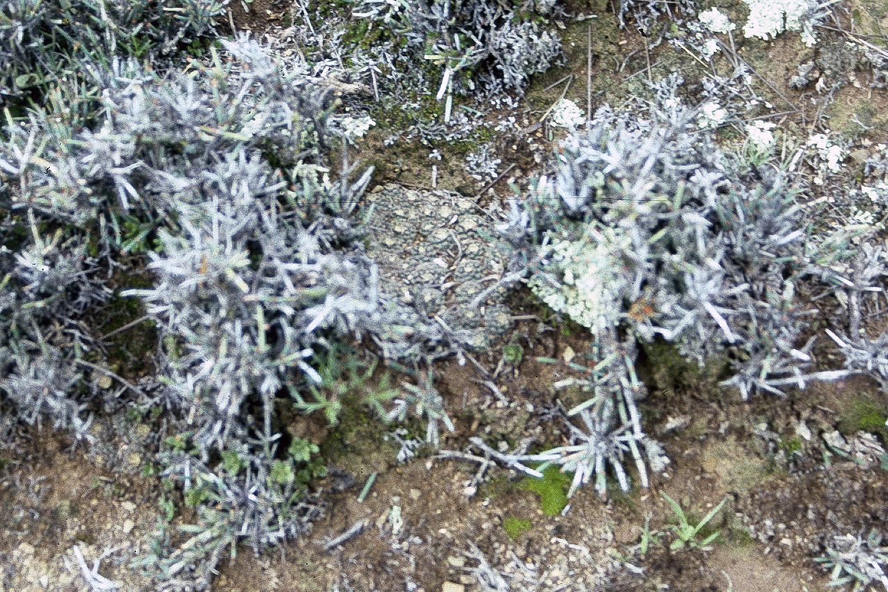 Imagem de Rebutia albopectinata