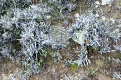 Aylostera albopectinata
