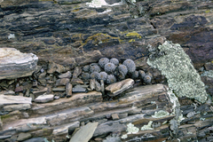 Aylostera albopectinata