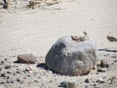 Dipsosaurus dorsalis dorsalis