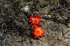 Aylostera albopectinata