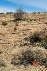 Aylostera albopectinata