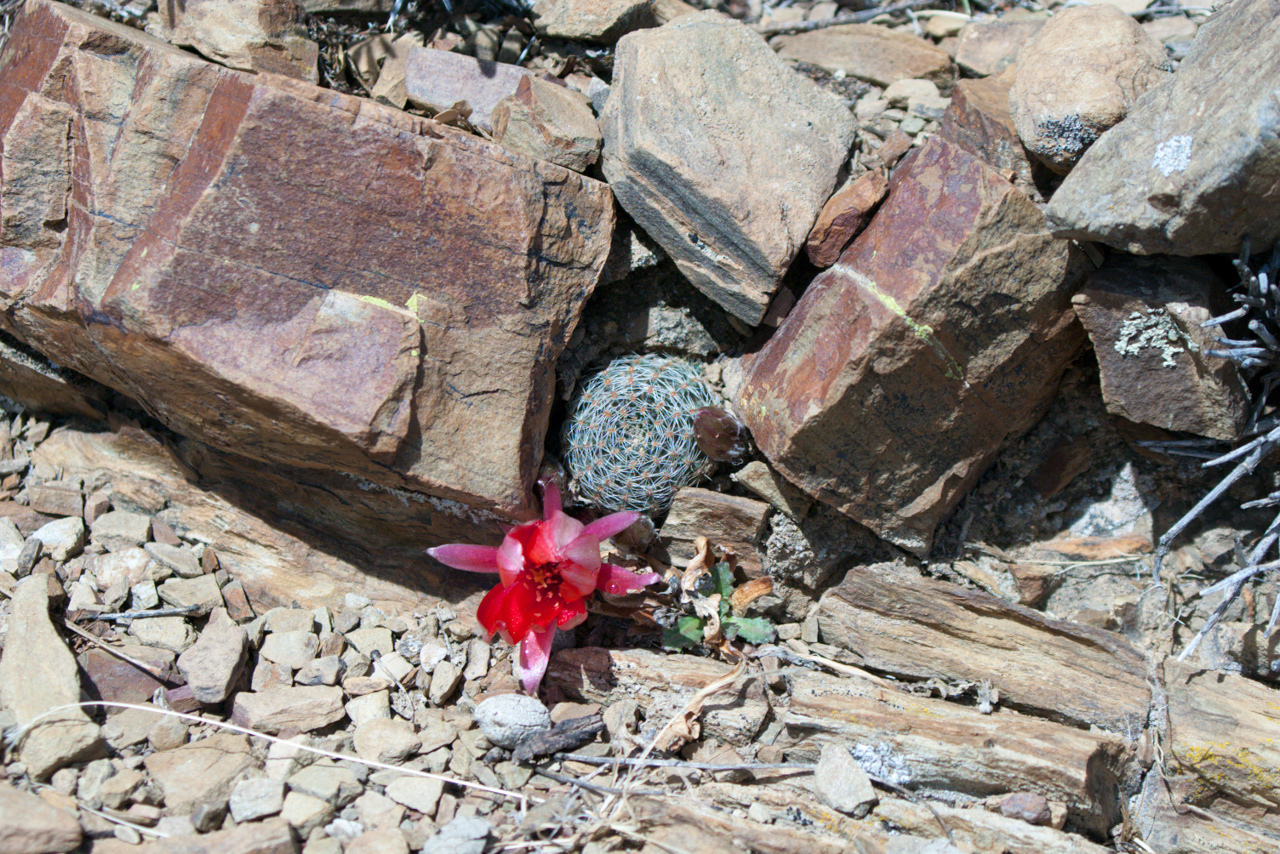 Imagem de Rebutia albopectinata